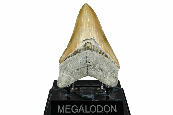 Serrated, Fossil Megalodon Tooth - North Carolina #344059
